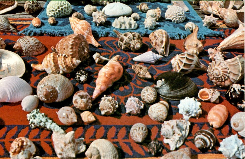 South Florida, reefs, shores, Coral, conchs, tropical waters, T W Postcard