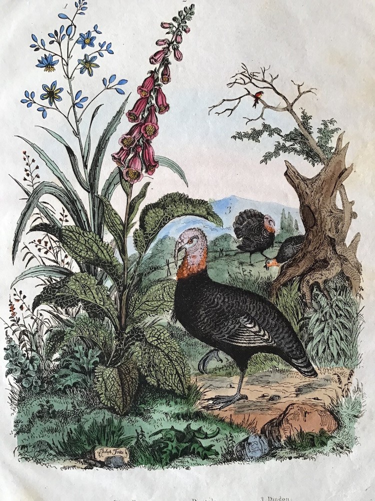 Antique hand-colored bird print by Guérin of Wild Turkeys