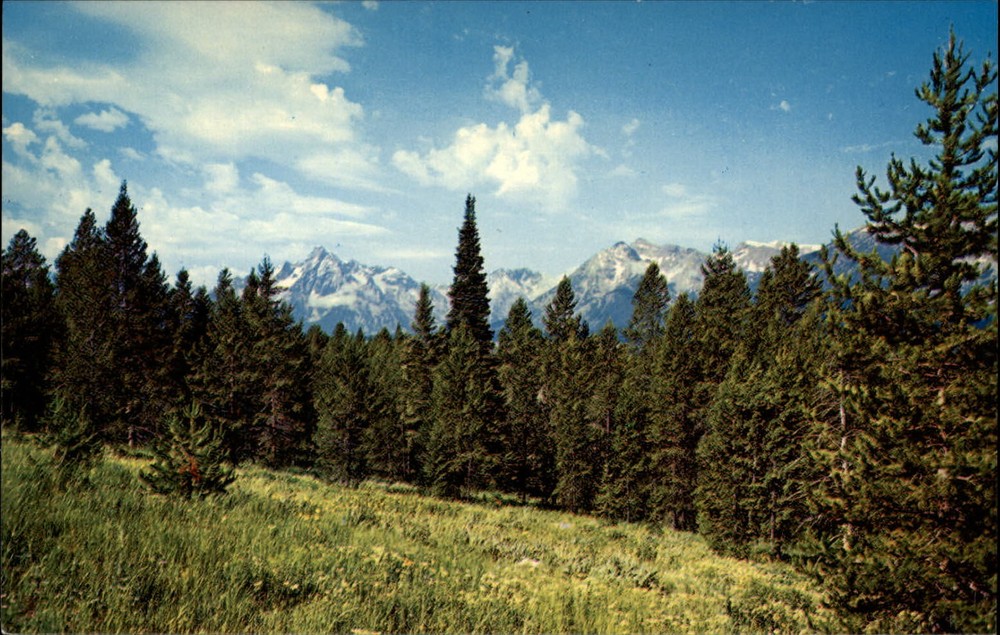 Grand Teton National Park Wyoming wild flowers ~ 1970s vintage postcard