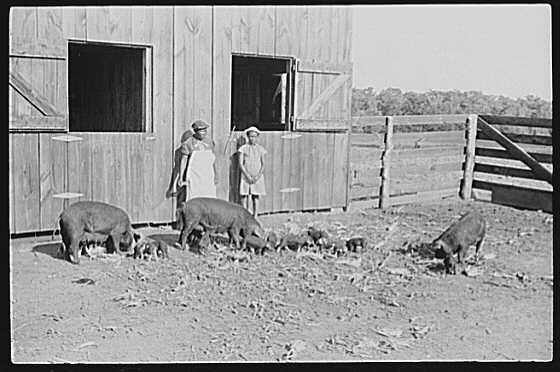 Flint River Farms,Georgia,GA,Farm Security Administration,May 1939,FSA,2