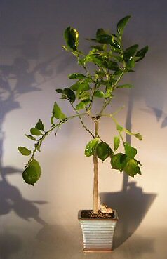 Persian Lime Bonsai Tree Live Flowering Citrus Latifolia Tahiti Lime Plant 24