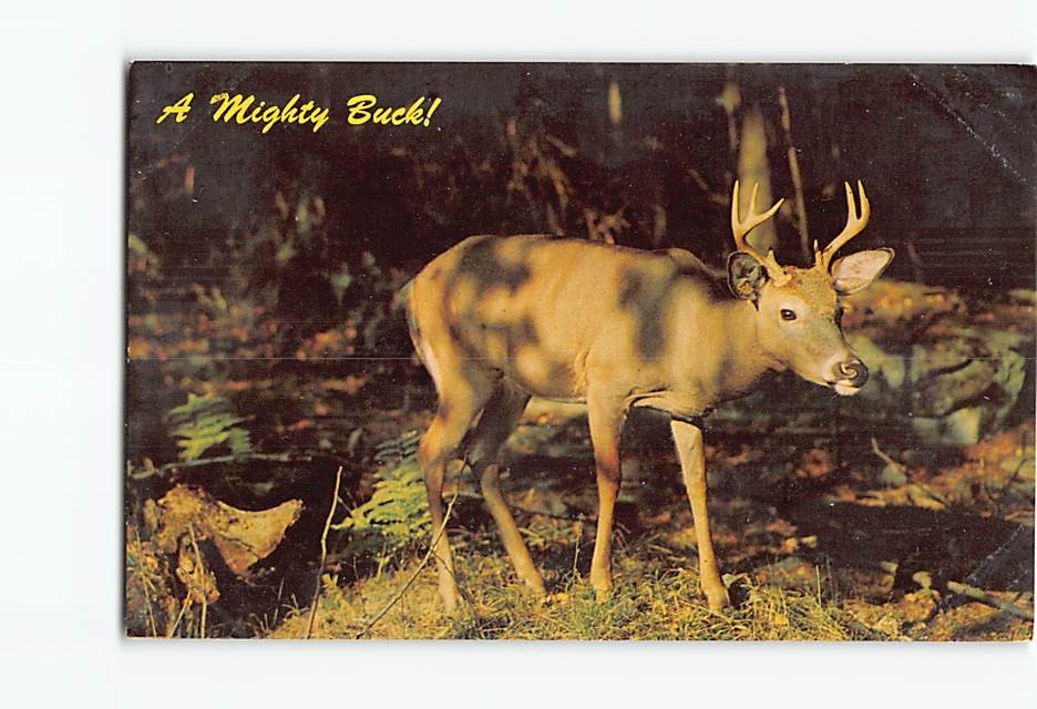 Postcard A Mighty Buck in the Woods Forest Mountain