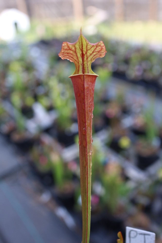 Sarracenia - 🔥🔥 Saxapahaw x Timothy King  🔥🔥 (PT)