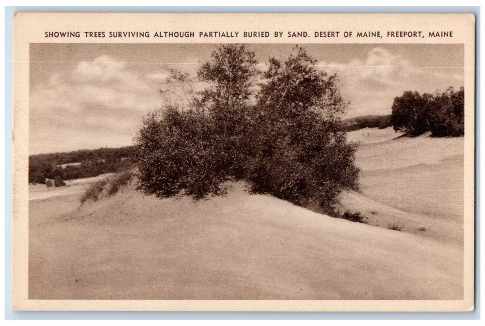 Freeport ME, Trees Surviving Partially By Sand Buried Desert Of Maine Postcard