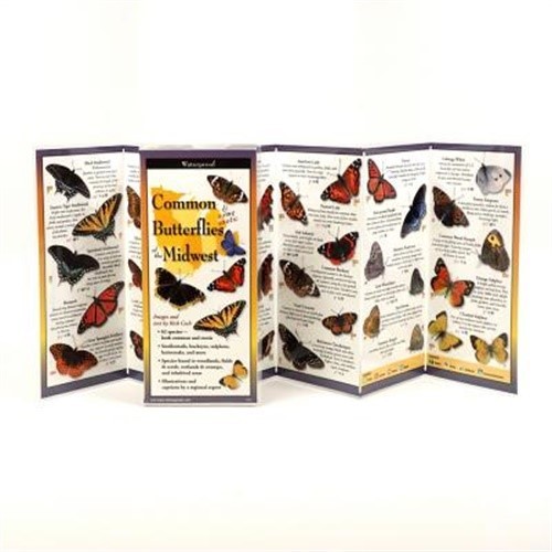 Common Butterflies of the Midwest (Poster)