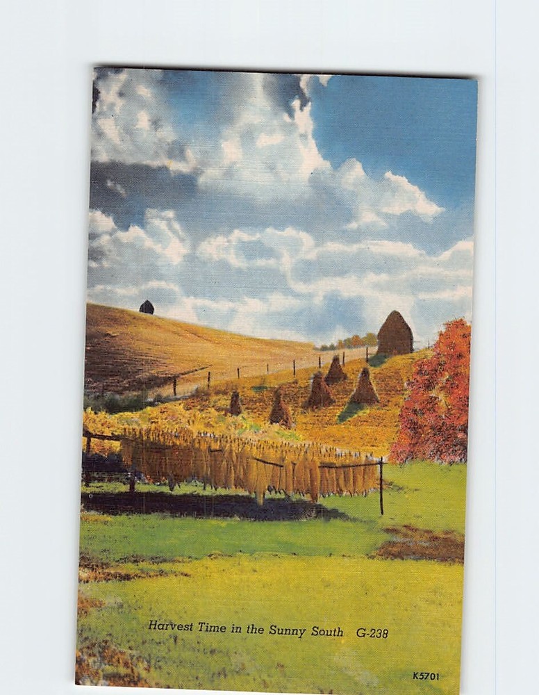 Postcard Harvest Time in the Sunny South