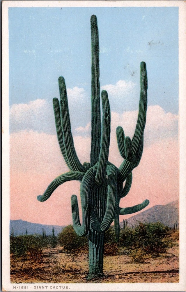 Vintage PHOSTINT Postcard Giant Saguaro Cactus Arizona Desert H-1581