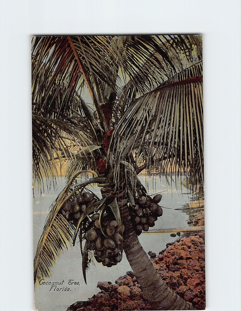 Postcard Coconut Tree Florida USA