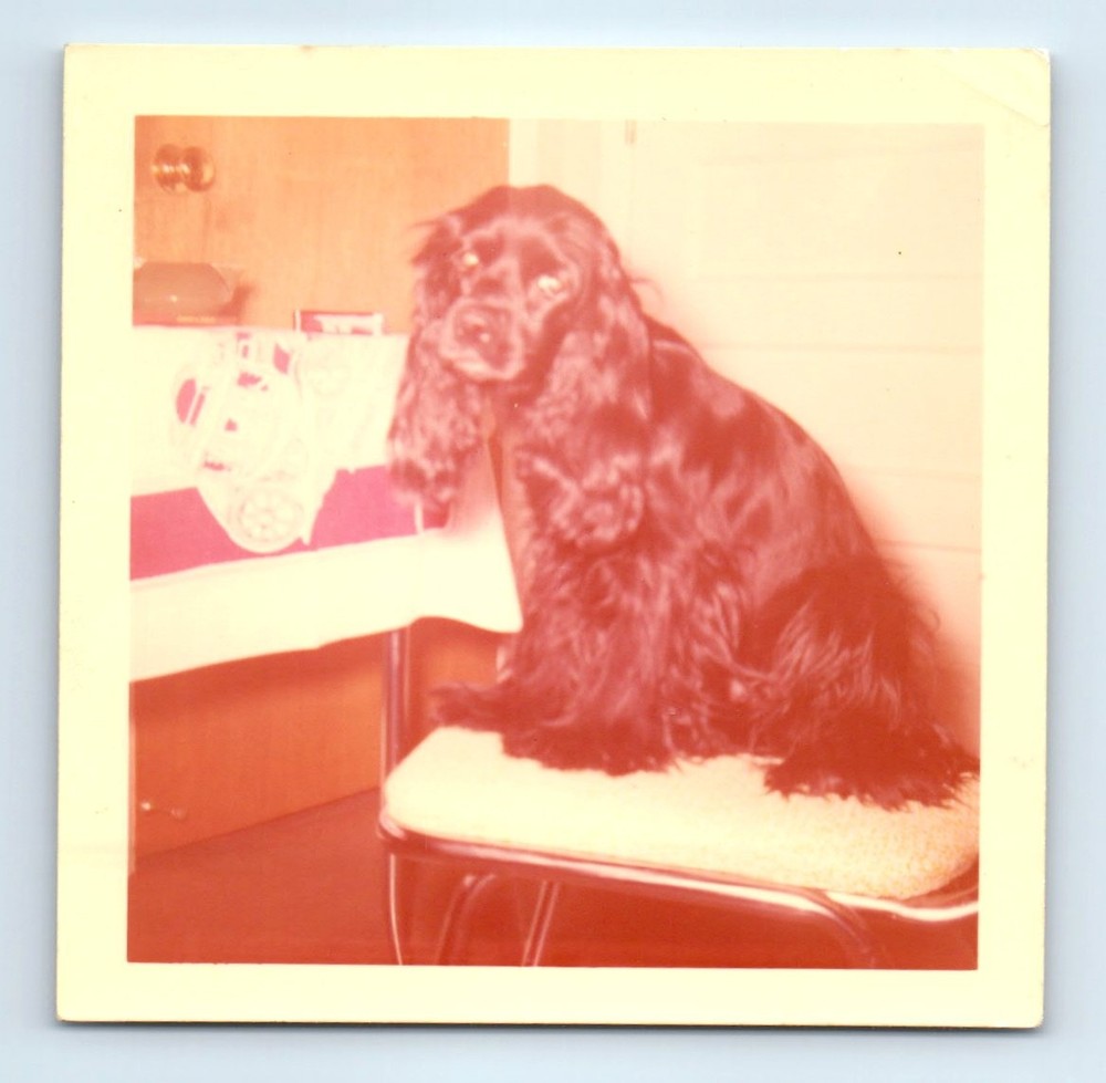 Old Vintage Square Color Photo CLOSE UP OF DOG SITTING ON CHAIR SNAPSHOT