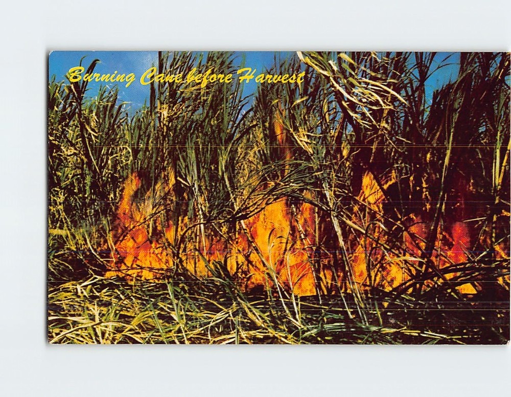Postcard Burning Sugar Cane before Harvesting Hawaii USA North America