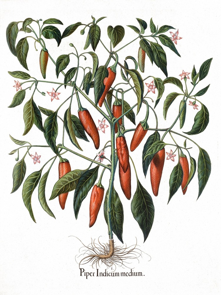 5942.Piper indicum medium.peppers.vegetable.POSTER.Decoration.Graphic