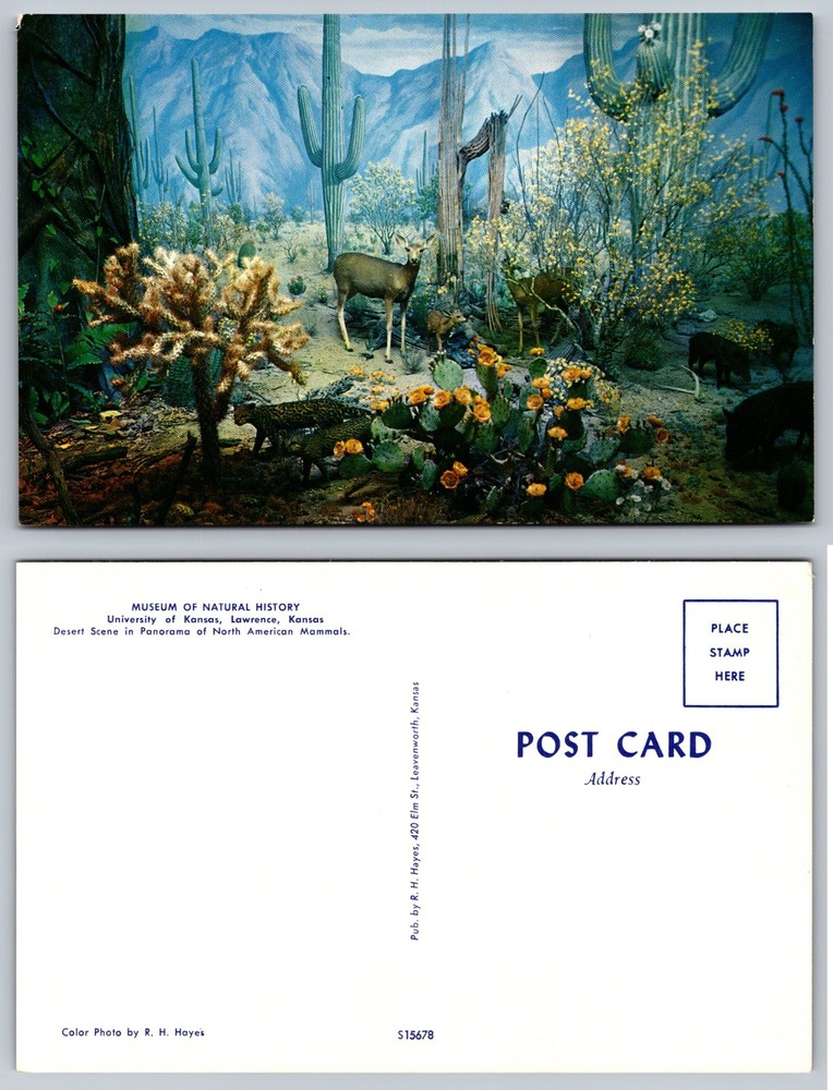 Museum Natural History Desert Mammals Exhibit Postcard
