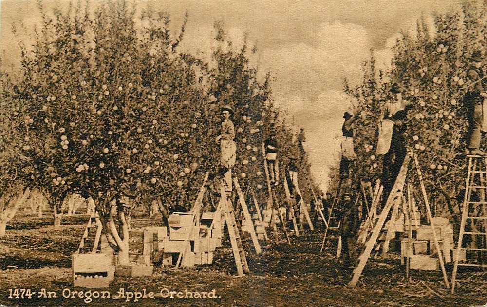 c1910 Oregon Apple Orchard agriculture occupation Mitchell Postcard 26-3941