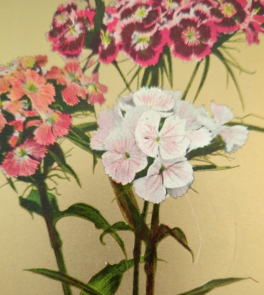 Sweet William Valentine Series Printed in Great Britain Antique Postcard c1910