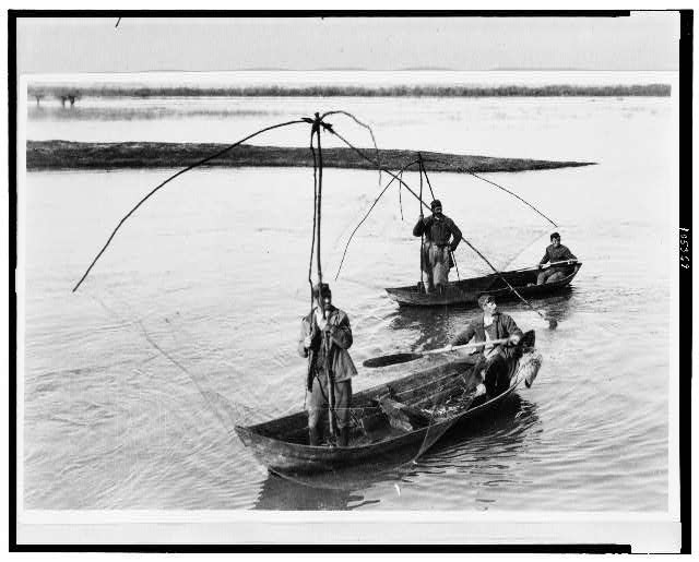 Photo:Four Men in Row Boats netting Fish,Montenegro,Fishing,1923