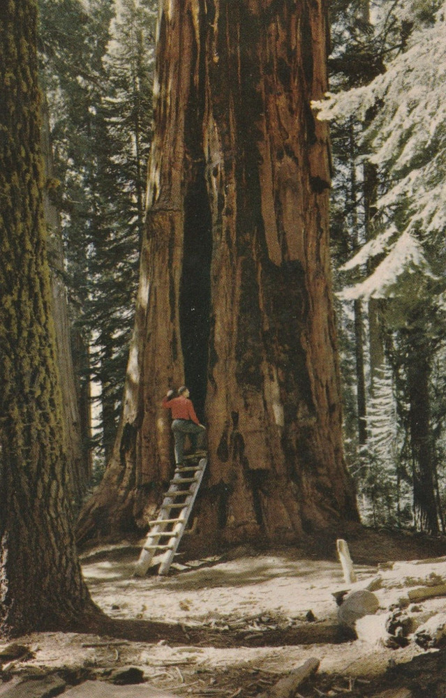 Room Tree, Giant Forest, Sequoia National Park, California Souvenir Postcard