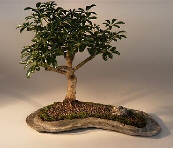 Hawaiian Umbrella Bonsai Tree Live On Rock Slab Arboricola Schefflera 9-11