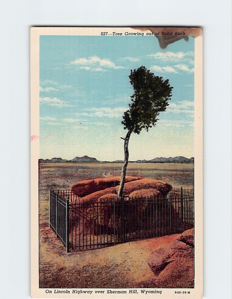 Postcard Tree Growing Out of Solid Rock on Lincoln Highway Over Sherman Hill WY