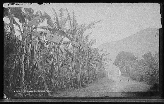 Orizaba,banana palm,roads,plants,mountains,Mexico,Detroit Publishing Co,1880