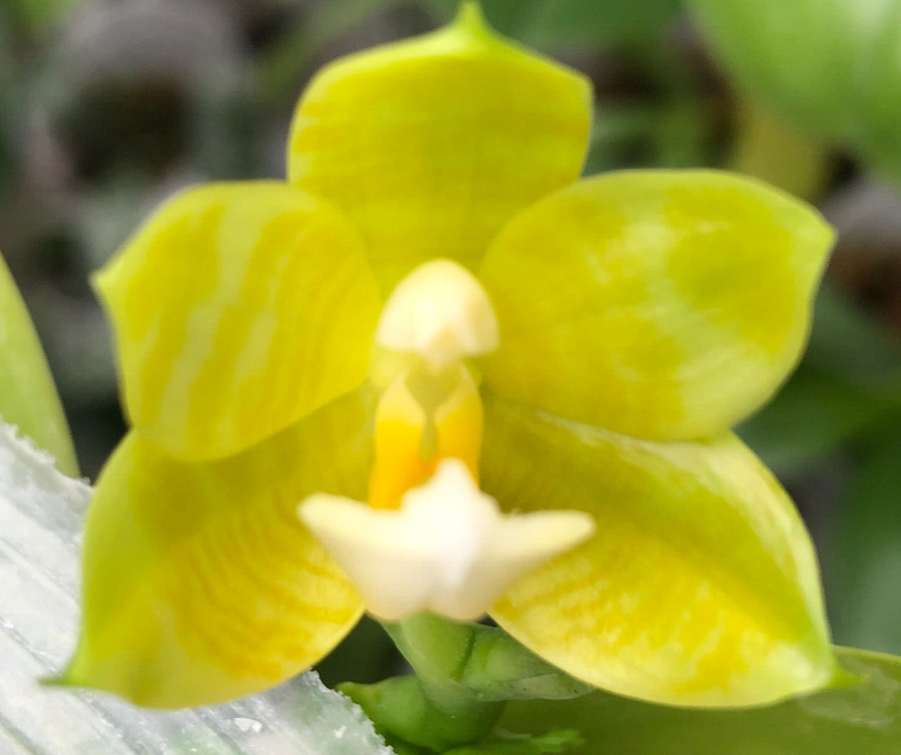 Original Phal Phalaenopsis Aber Rubber Duck x Mituo Golden Tiger-FRAGRANT