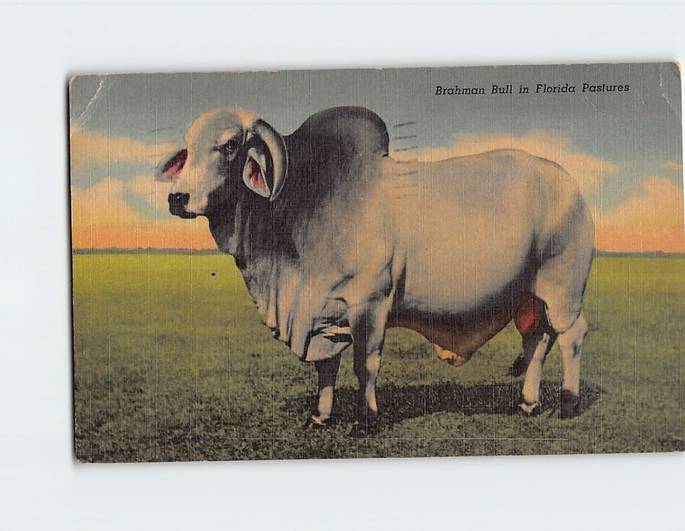 Postcard Brahman Bull in Florida Pastures