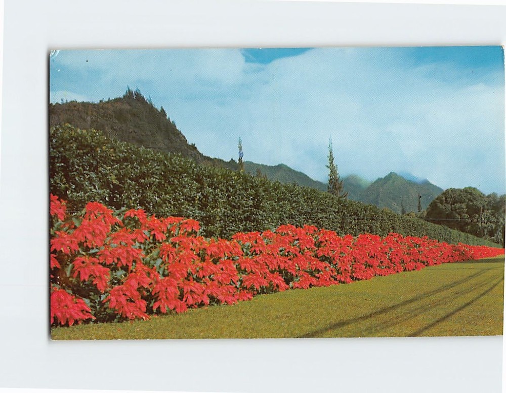 Postcard Poinsettias along Nuuanu Avenue Honolulu Hawaii USA