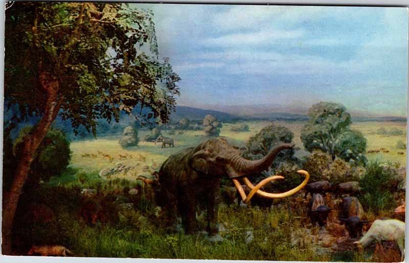 Postcard MUSEUM SCENE Tucson Arizona AZ m/09 AK3035
