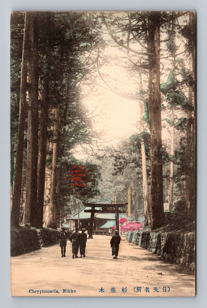 Japan- Chryptomeria Nikko Kohi Standard Souvenir Postal Old PC Vintage Postcard