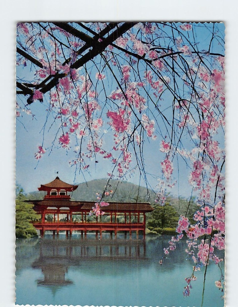 Postcard Cherry Blossoms Heian Shrine Kyoto Japan