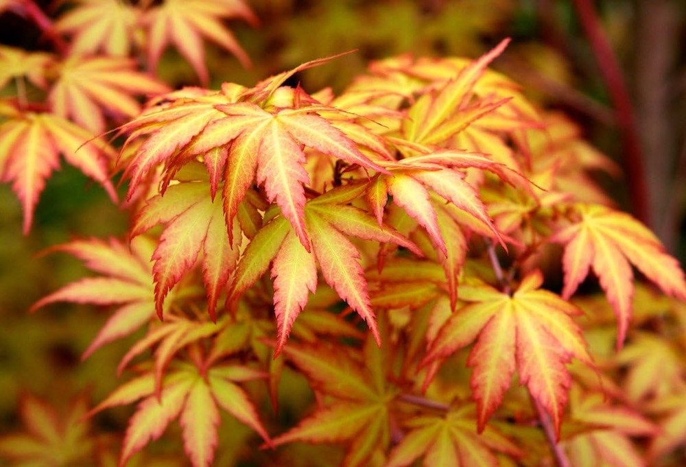 Little Sango Dwarf Coral Bark Japanese Maple Acer Palmatum 'Little Sango' Coral-image