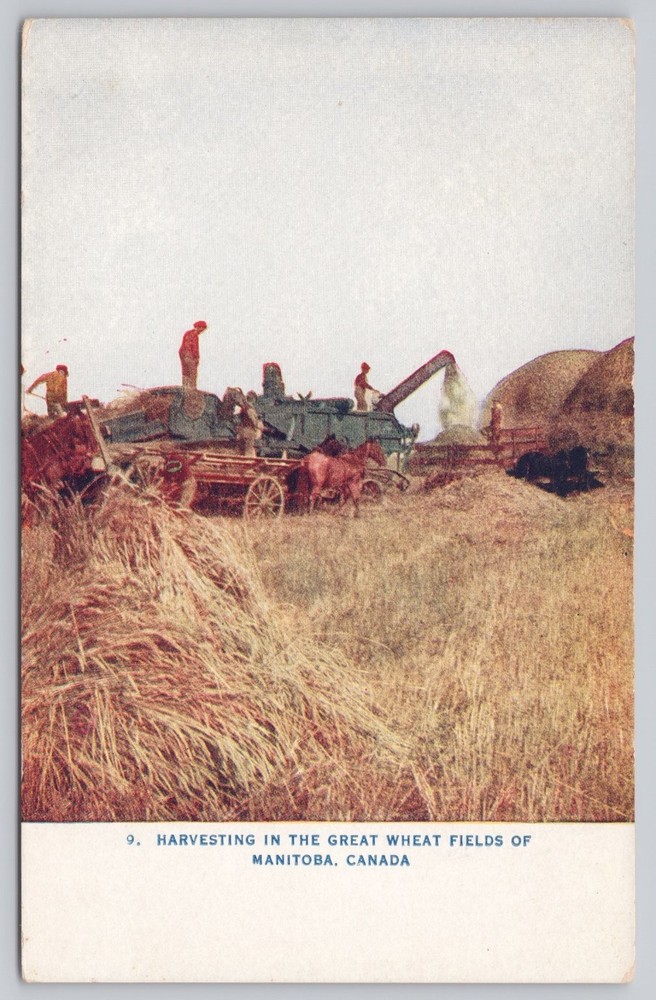 Vintage Harvesting in Great Wheat Fields of Manitoba Canada Postcard