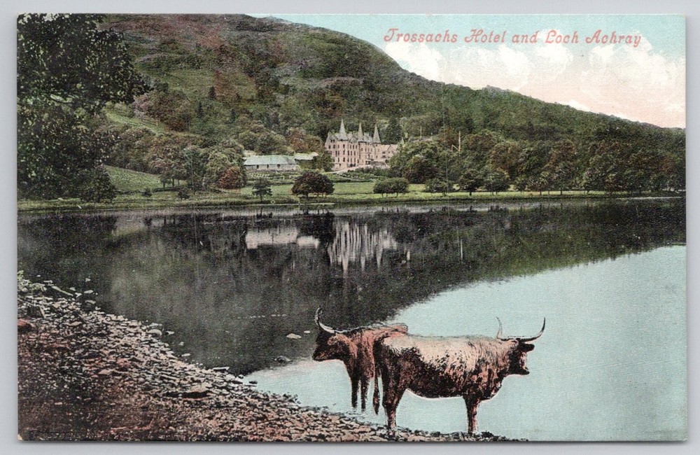 Trossachs Hotel Loch Achray Scotland Highland Cattle Vintage Postcard Valentines