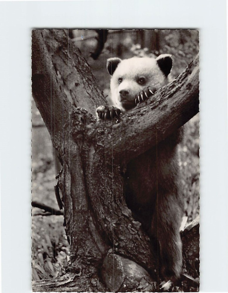 Postcard Junger Braunbär Zoologischer Garten Berlin Germany