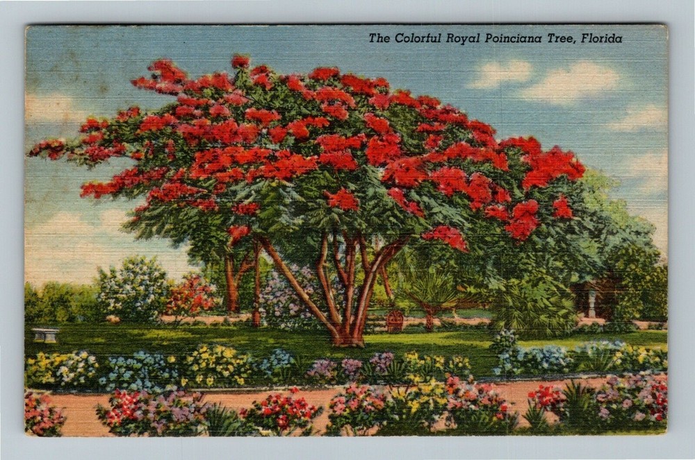 FL-Florida The Colorful Royal Poinciana Tree Scenic Nature  Vintage Postcard