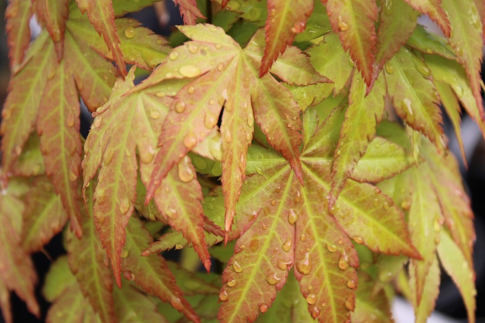 Acer shirasawanum 'Sunny' - Full Moon Maple *Live Plant