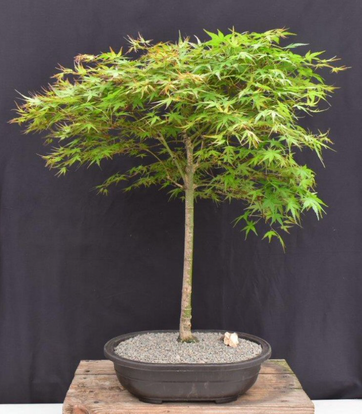 Japanese Maple Bonsai Tree Live Green Hardy Acer Palmatum Outdoor Plant 25'' in-image