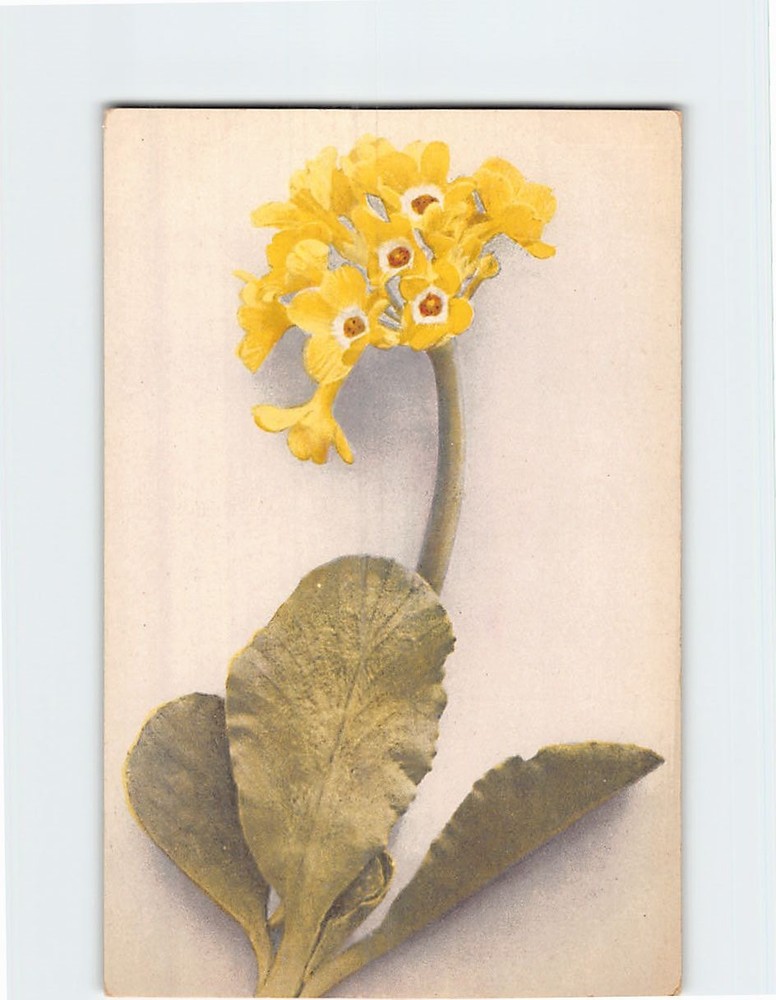 Postcard Greeting Card with Daffodils Picture/Art Print