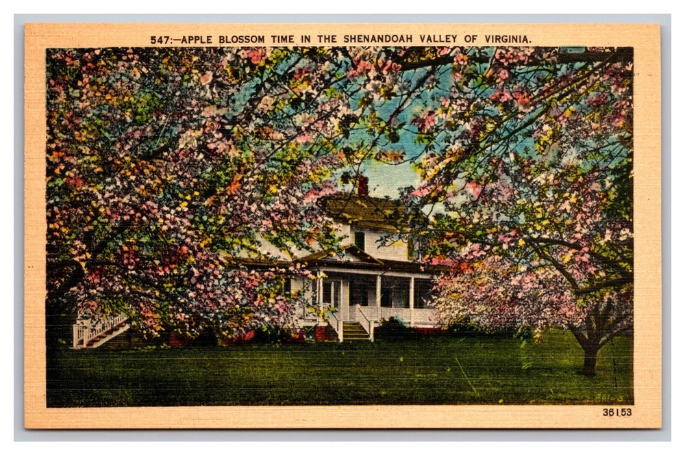 Shenandoah Valley Virginia Apple Blossom Time Linen Postcard