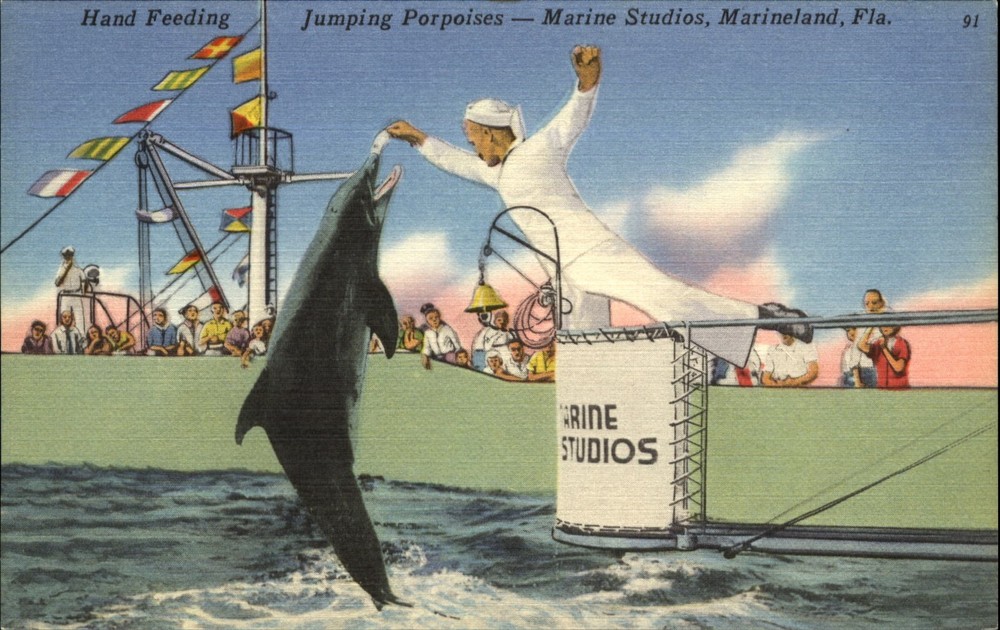 Feeding the Porpoises Marine Studios Marineland Florida ~ 1940s vintage postcard