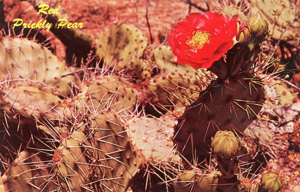 Red Prickly Pear, Botanical Gardens, Papago Park, Phoenix, Arizona --POSTCARD