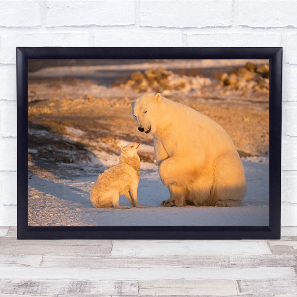 Friends Polar-Bear Dogs Canada Churchill Manitoba Cold Winter Wall Art Print