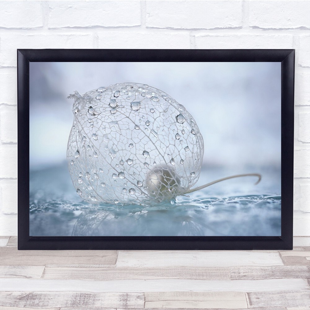 Physalis Light Leaves Drops Water Pearl Wall Art Print