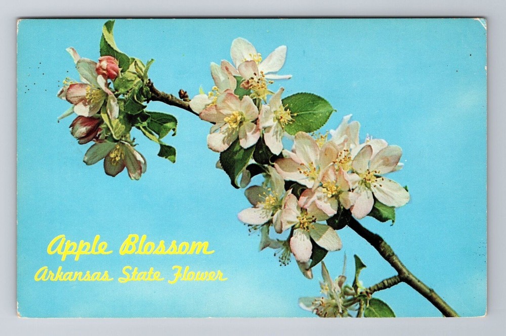 AR-Arkansas, Apple Blossom State Flower, Antique, Vintage Souvenir Postcard