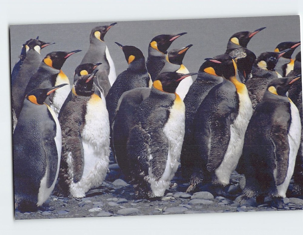 Postcard King Penguins