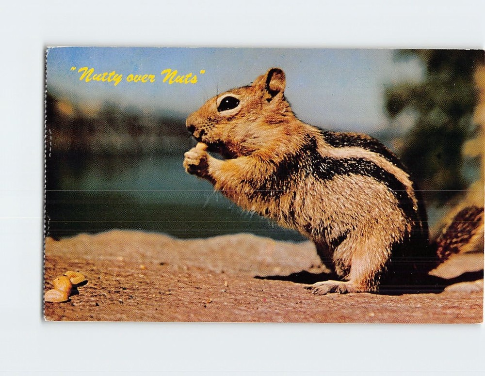 Postcard Nutty over Nuts Ground Squirrel