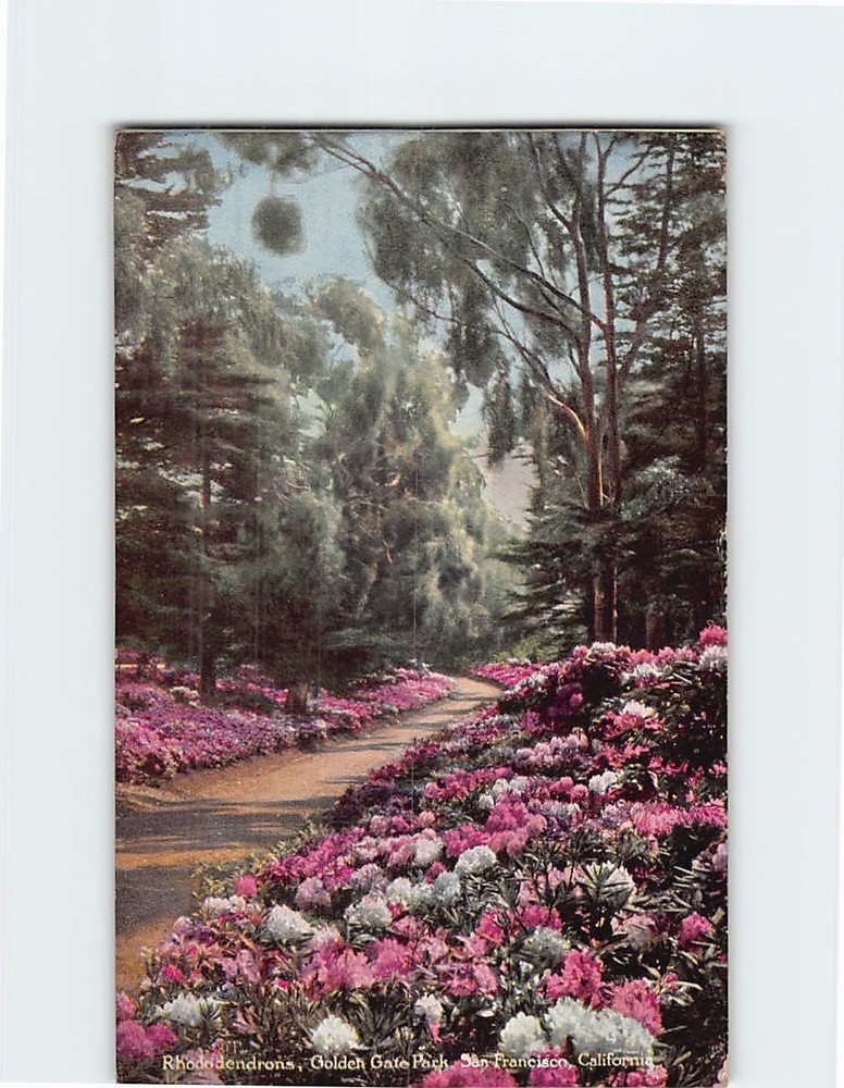 Postcard Rhododendrons Golden Gate Park San Francisco California USA