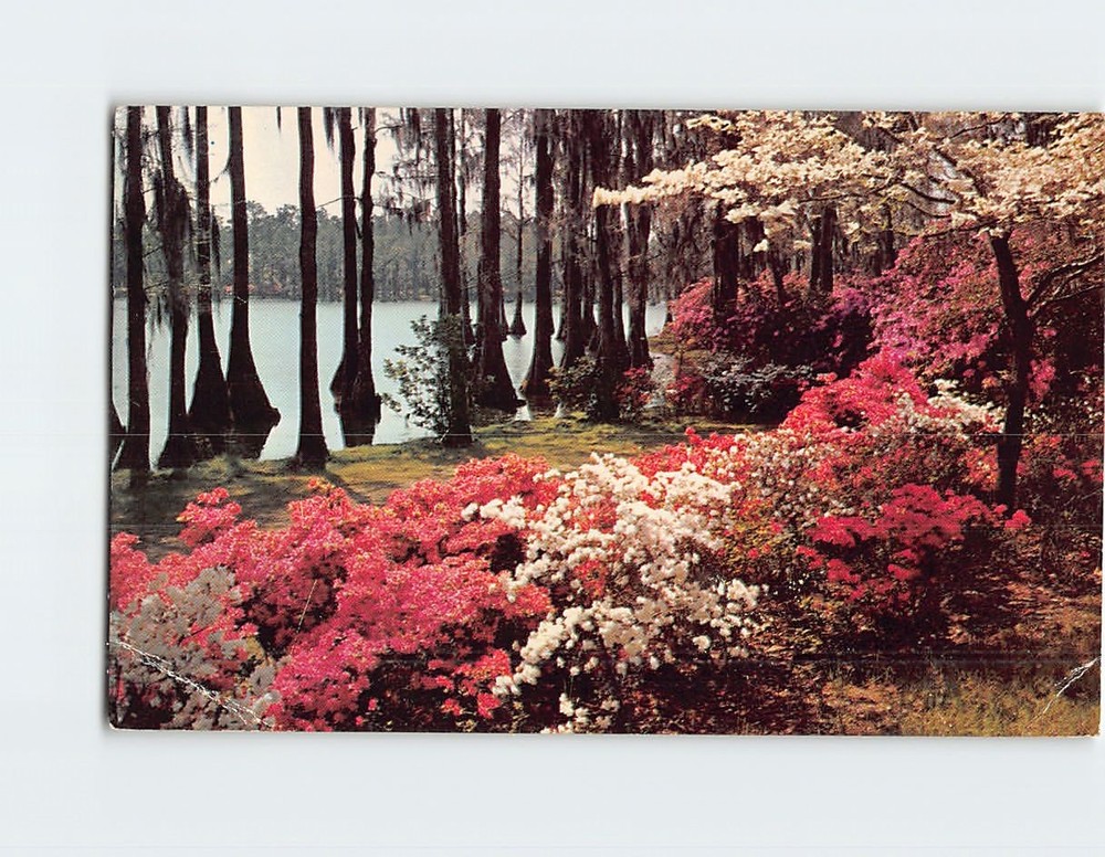 Postcard Azaleas & White Dogwood Florida USA