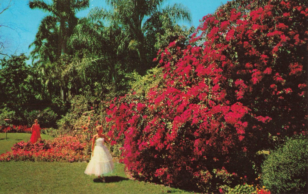 Bougainvillea - Sunken Gardens - St Petersburg Florida FL - Postcard