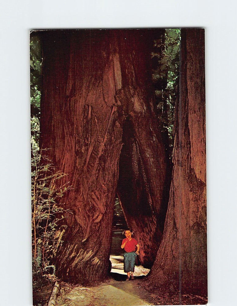 Postcard Burned Out Redwood Muir Woods National Monument California