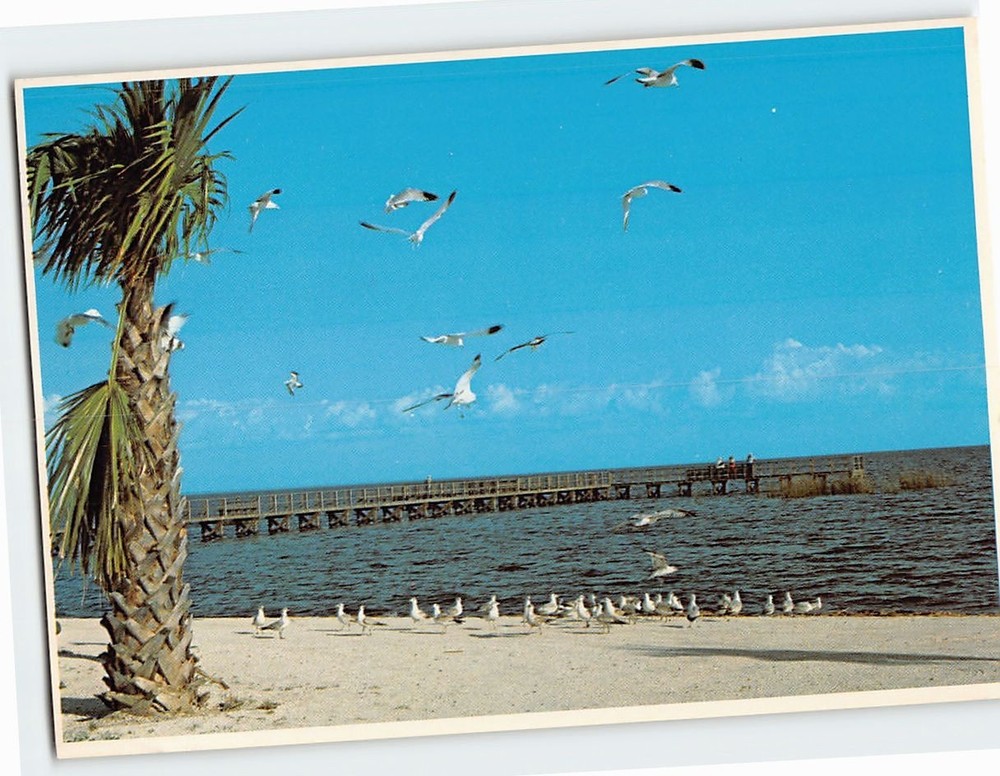 Postcard  Gulls At Lake Okeechobee Florida